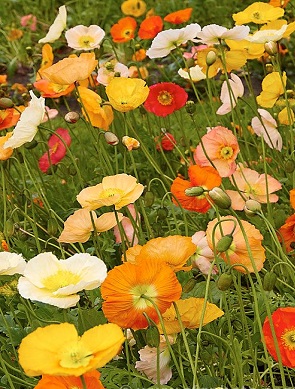 Papaver Champagne Bubbles Mix